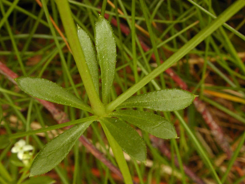 Plancia ëd Galium saxatile L.