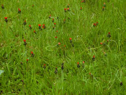 Imagem de Pilosella aurantiaca (L.) Sch. Bip., F. W. Schultz & Sch. Bip.