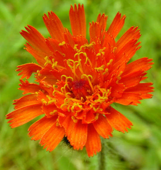 Imagem de Pilosella aurantiaca (L.) Sch. Bip., F. W. Schultz & Sch. Bip.