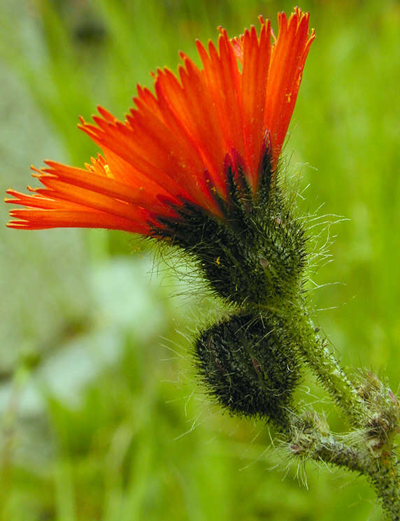 Imagem de Pilosella aurantiaca (L.) Sch. Bip., F. W. Schultz & Sch. Bip.