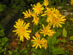 Image of hawkweed