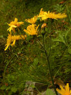 Image of hawkweed