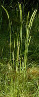 Image of Dogstail grass