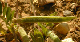 Imagem de Vicia sativa subsp. nigra (L.) Ehrh.