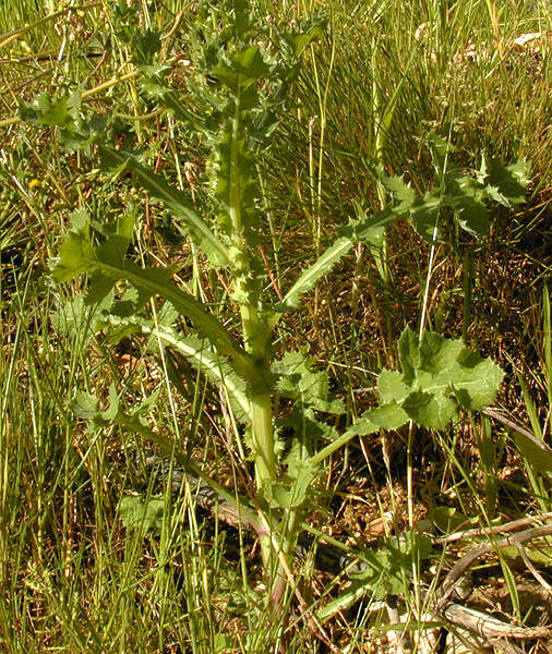 Imagem de Sonchus asper (L.) Hill