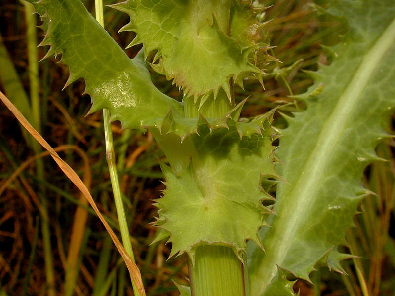 Imagem de Sonchus asper (L.) Hill