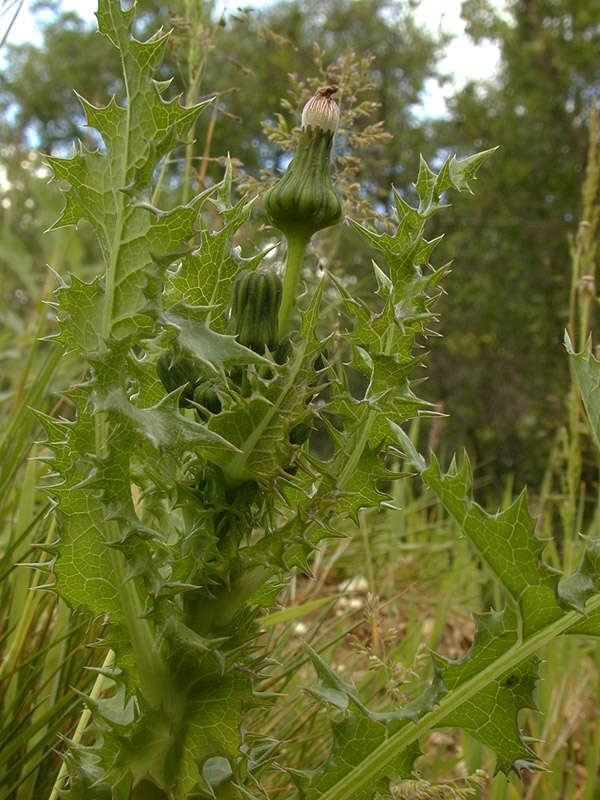 Imagem de Sonchus asper (L.) Hill