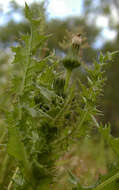 Imagem de Sonchus asper (L.) Hill