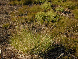 Imagem de Molinia caerulea subsp. caerulea