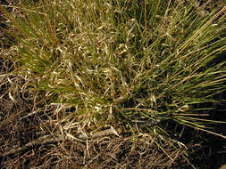 Molinia caerulea subsp. caerulea resmi