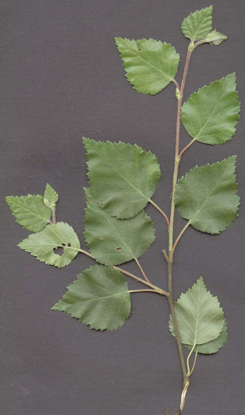 Image of Brown Birch