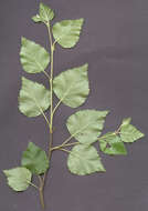 Image of Brown Birch