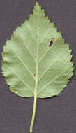 Image of Brown Birch