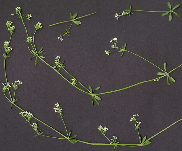 Image of heath bedstraw