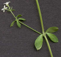 Image of heath bedstraw