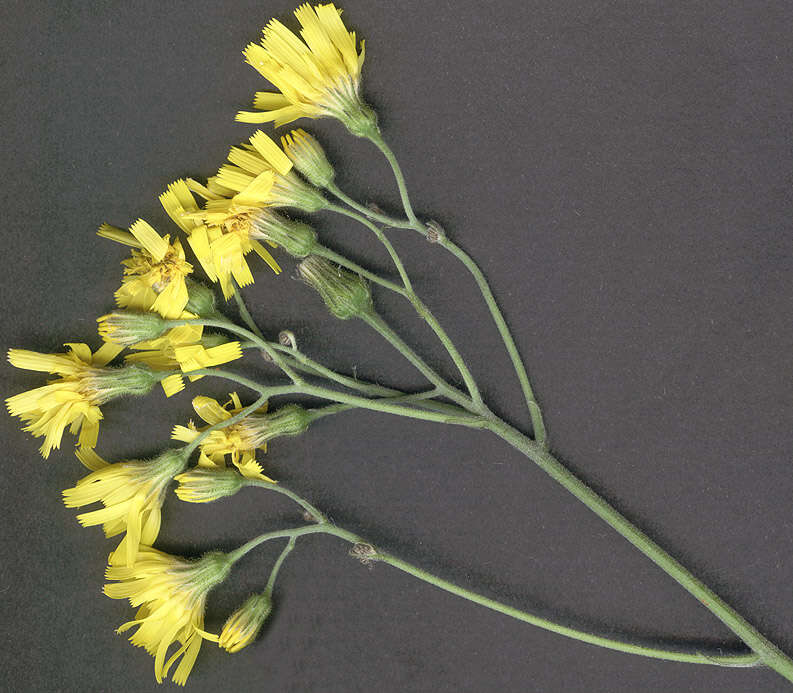 Image of hawkweed