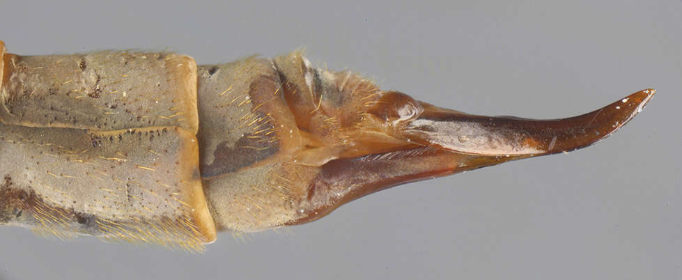 Image of hairy-eyed craneflies
