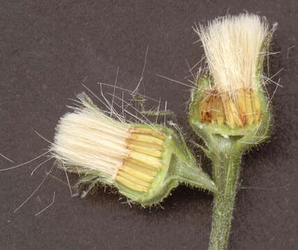 Image of hawkweed