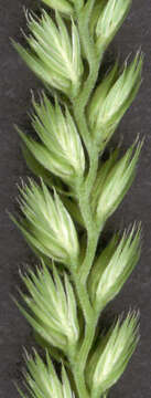 Image of Crested dogstail grass