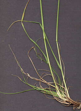 Image of Crested dogstail grass