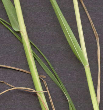 Image of Crested dogstail grass