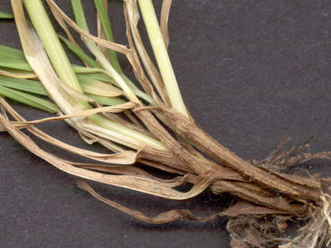 Image of Crested dogstail grass