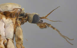 Image of hairy-eyed craneflies