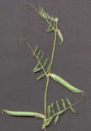 Imagem de Vicia sativa subsp. nigra (L.) Ehrh.