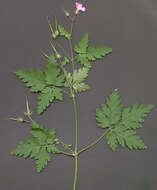 Image of <i>Geranium <i>robertianum</i></i> subsp. robertianum