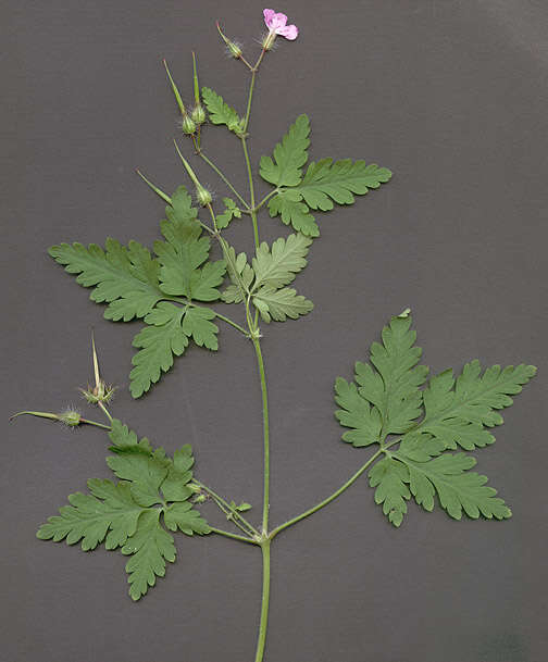 Image of <i>Geranium <i>robertianum</i></i> subsp. robertianum