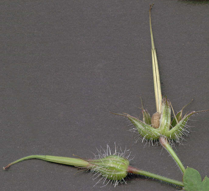 Image of <i>Geranium <i>robertianum</i></i> subsp. robertianum