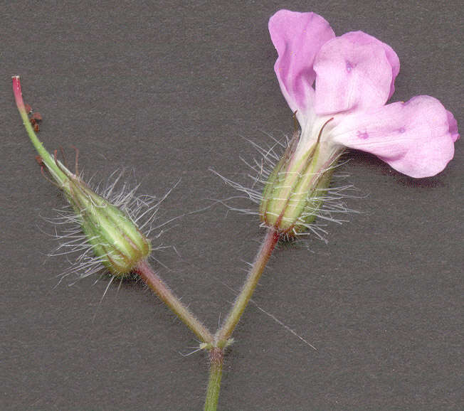 Image of <i>Geranium <i>robertianum</i></i> subsp. robertianum