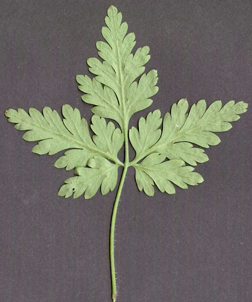 Image of <i>Geranium <i>robertianum</i></i> subsp. robertianum