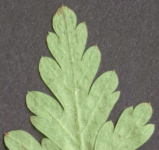 Image of <i>Geranium <i>robertianum</i></i> subsp. robertianum