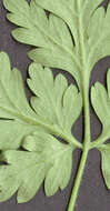 Image of <i>Geranium <i>robertianum</i></i> subsp. robertianum