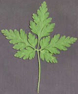 Image of <i>Geranium <i>robertianum</i></i> subsp. robertianum