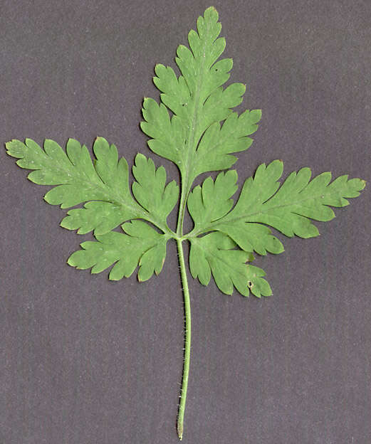 Image of <i>Geranium <i>robertianum</i></i> subsp. robertianum