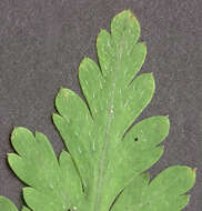 Image of <i>Geranium <i>robertianum</i></i> subsp. robertianum