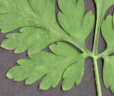 Image of <i>Geranium <i>robertianum</i></i> subsp. robertianum