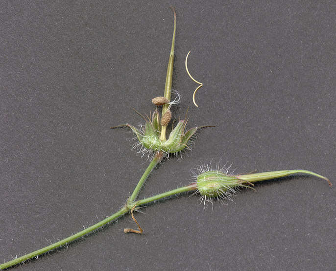 Image of <i>Geranium <i>robertianum</i></i> subsp. robertianum