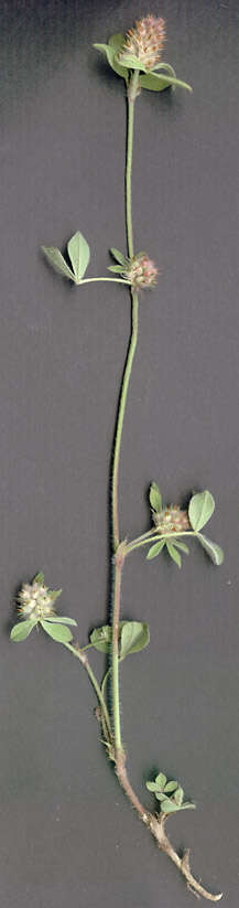 Image of knotted clover