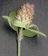 Image of knotted clover