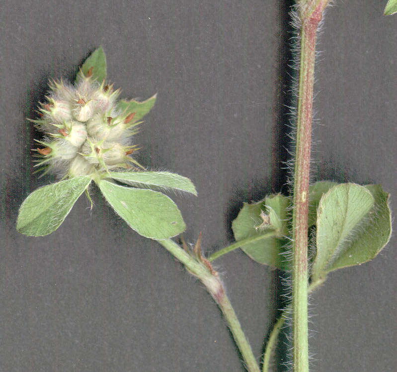 Image of knotted clover