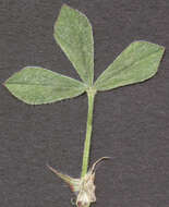 Image of knotted clover