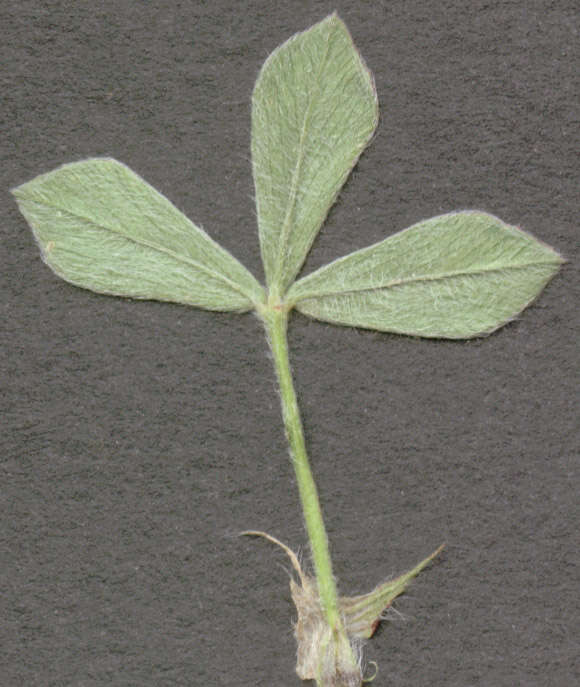 Image of knotted clover