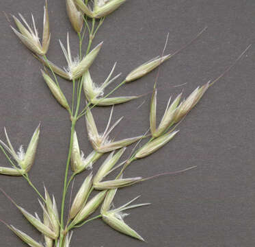 Image of Button Grass