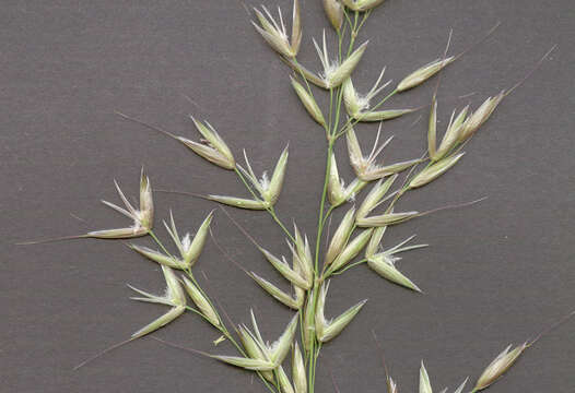 Image of Button Grass