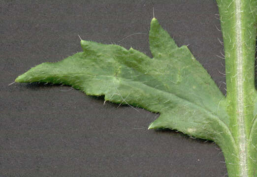 Image of corn poppy