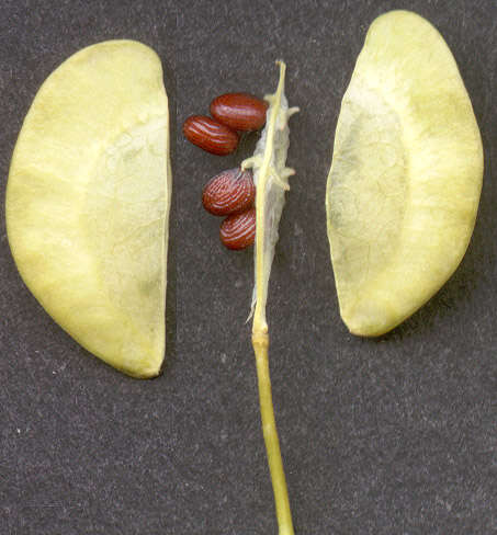 Image of field pennycress