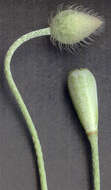 Image of Papaver dubium subsp. dubium